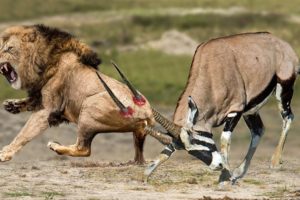 Gemsbok Knock Down Herd Lion With Their Horns To Rescue His Teammate - Lion vs Hippo, Gemsbok, Kudu