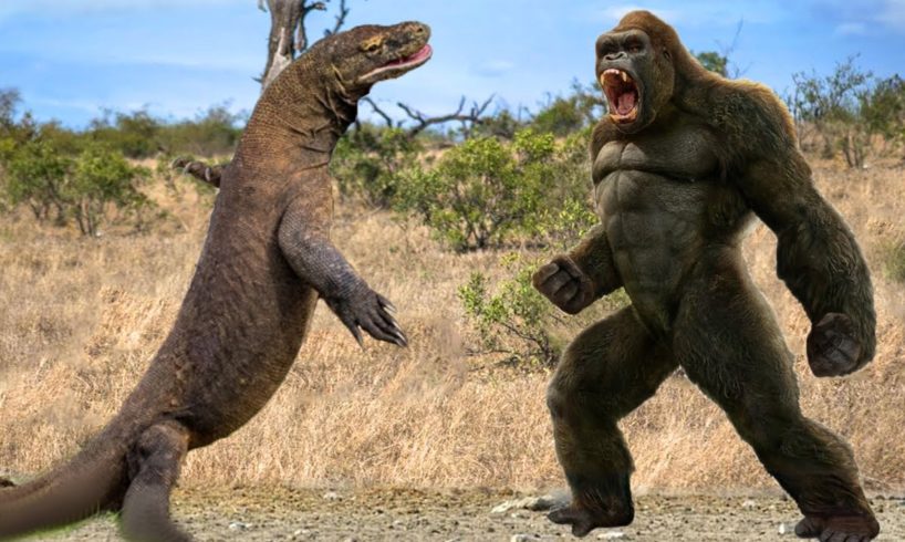 Giant Animal Fight!!! Hunting For Prey - Battle Between Komodo Dragon And Gorilla