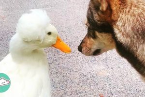 Girl Rescues Duck and She Becomes Her Favourite Pet | Cuddle Ducks