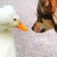 Girl Rescues Duck and She Becomes Her Favourite Pet | Cuddle Ducks
