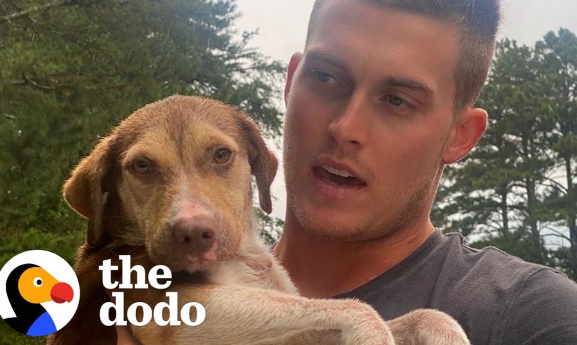 Guy Sees Dog On The Side Of The Road And Runs Straight To Her | The Dodo Faith = Restored