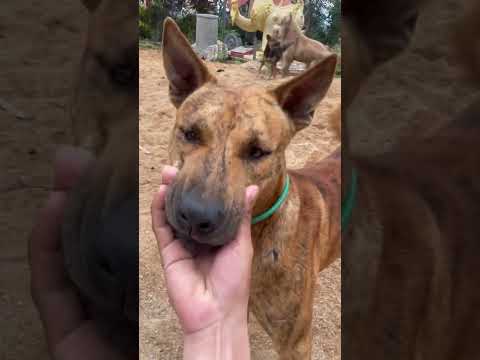 Handsome boy playing with his friends | The animals