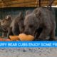 Happy Bear Cubs Enjoying Their Fruit! (ASMR)