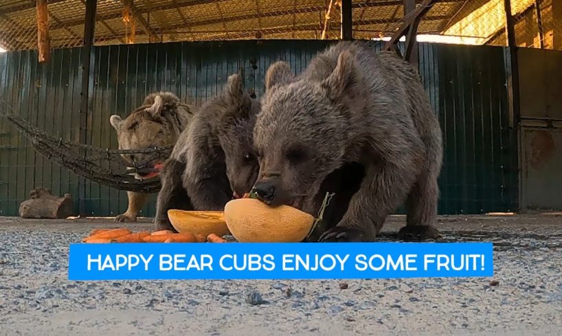 Happy Bear Cubs Enjoying Their Fruit! (ASMR)