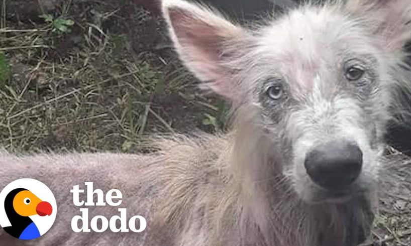 Happy-Go-Lucky Stray Dog Looks So Handsome Now | The Dodo