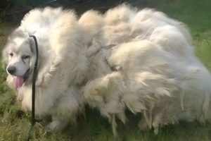 He ran away from his owner after 8 years of shackles in the barn and lay there waiting for help