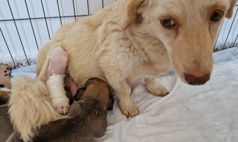 Helping an injured stray mother dog  to raise her newborn babies .