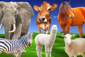 Herbivores - elephant, cow, horse, goat, giraffe - Animal sounds - Part 16