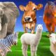 Herbivores - elephant, cow, horse, goat, giraffe - Animal sounds - Part 16