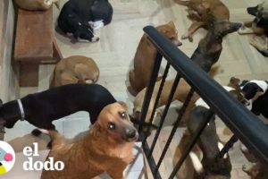 Hombre refugia a 300 perros en su casa durante un huracán I El Dodo