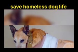 Homeless dog rescue | dog rescue video | animals short | #shorts #fkhindifacts