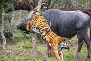 Horrible...Tiger Died Unjustly When Confronting Indian Sharp-Horned Buffalo. Tiger vs Gaurs.