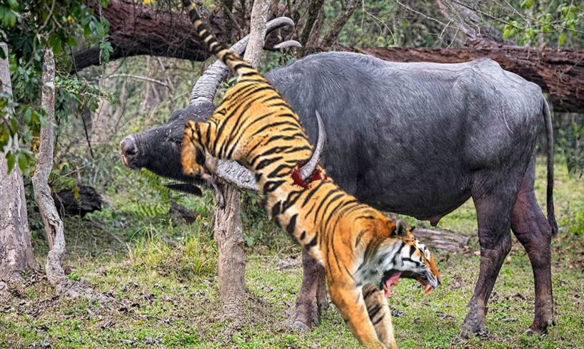 Horrible...Tiger Died Unjustly When Confronting Indian Sharp-Horned Buffalo. Tiger vs Gaurs.