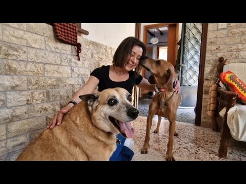 How do dogs live in rural Greece. Talking about it with my friend Valia .