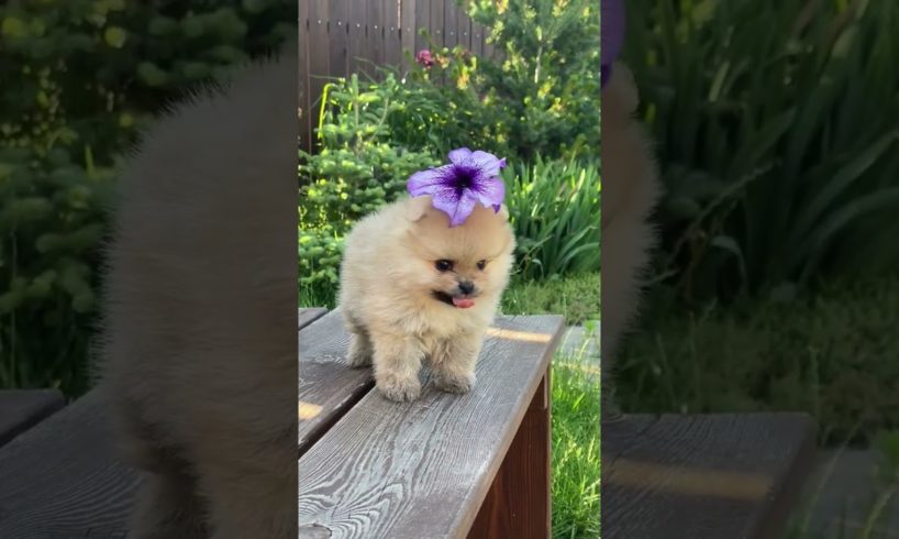 How many 👍 for her? Cutest Puppy ever #shorts