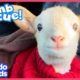 Hurt Lamb Shows His Love...With Headbutts! | Dodo Kids | Rescued!