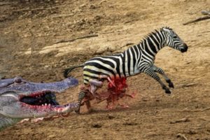 Incredible Moments Of Zebra Escape From Crocodiles - Wildebeest Escapes Lion || Animals Fights