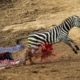 Incredible Moments Of Zebra Escape From Crocodiles - Wildebeest Escapes Lion || Animals Fights
