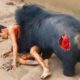 Injured Animals call for help and what happen next - Animal Fighting