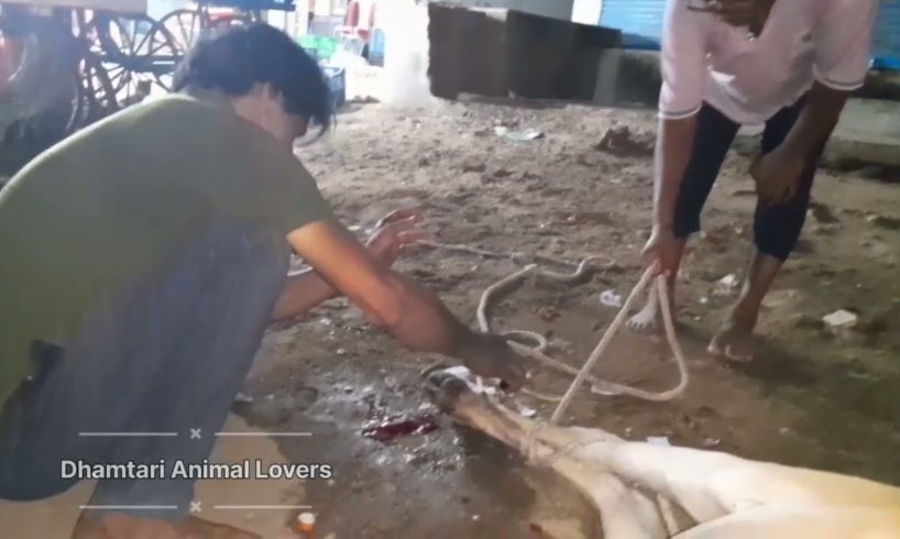 Injured Cow Case | #Ratnabandha #dhamtari #dhamtaricity #animal #cow #rescue #shorts #cute #adoptme