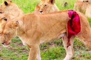 Injured Lion call for help and What happen next - Animal Fighting