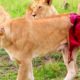 Injured Lion call for help and What happen next - Animal Fighting