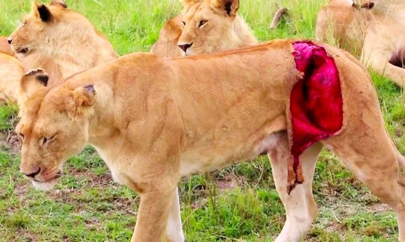 Injured Lion call for help and What happen next - Animal Fighting