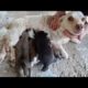 Injured mother dog was trying to raise her newborn puppies.