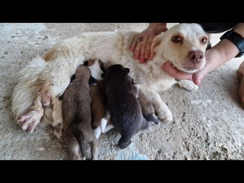 Injured mother dog was trying to raise her newborn puppies.