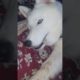 Innocent Husky | Cutest Puppy | #viral #youtubeshorts #shortvideo #short #youtube #ytshorts #love