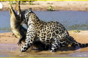 Jaguar Killed Crocodile In  Water | Wild Effects | Wild Animals