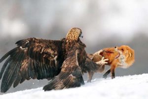 King Eagle Hunting Fox In The Snow- Wild Animal Fights | Eagle Attacks a Fox #eagle #fox animal