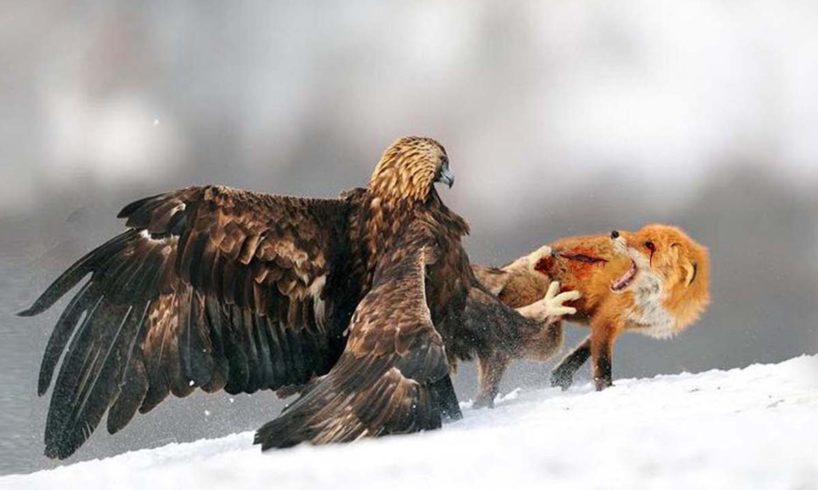 King Eagle Hunting Fox In The Snow- Wild Animal Fights | Eagle Attacks a Fox #eagle #fox animal