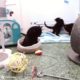 LIVE: Feral cat just gave birth to kittens!