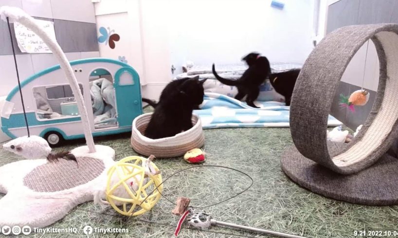 LIVE: Feral cat just gave birth to kittens!