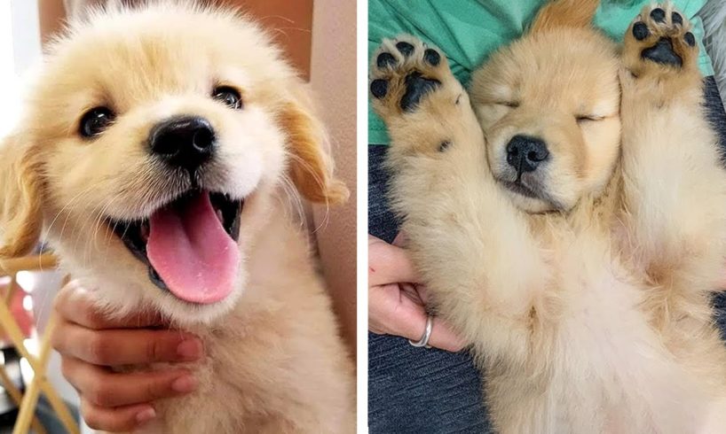 😍LOVELY  Golden Dogs Make You Happy Every Day 🐶🐶 | Cutest Puppies