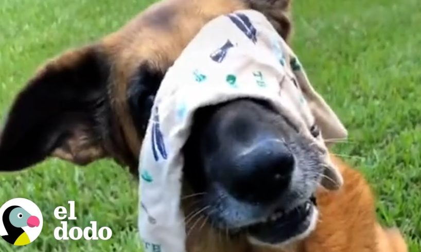 La llaman "Perrita Yoda" | El Dodo