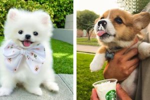 Let's See What These Adorable Puppies Are Doing😍😘 | Cute Puppies