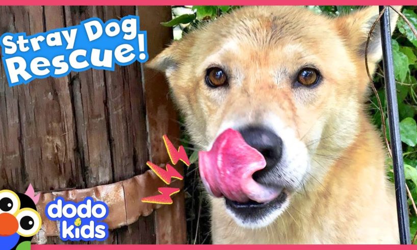 Let’s Get This Stray Dog Somewhere Safe and Warm | Dodo Kids | Rescued!