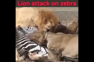 Lion attack on zebra(2022) animal fight #shorts #fight