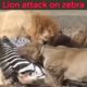 Lion attack on zebra(2022) animal fight #shorts #fight