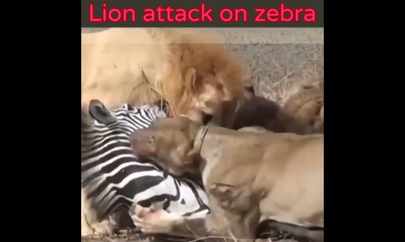 Lion attack on zebra(2022) animal fight #shorts #fight