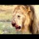 Lion fighting Lion video || Best animal fights video