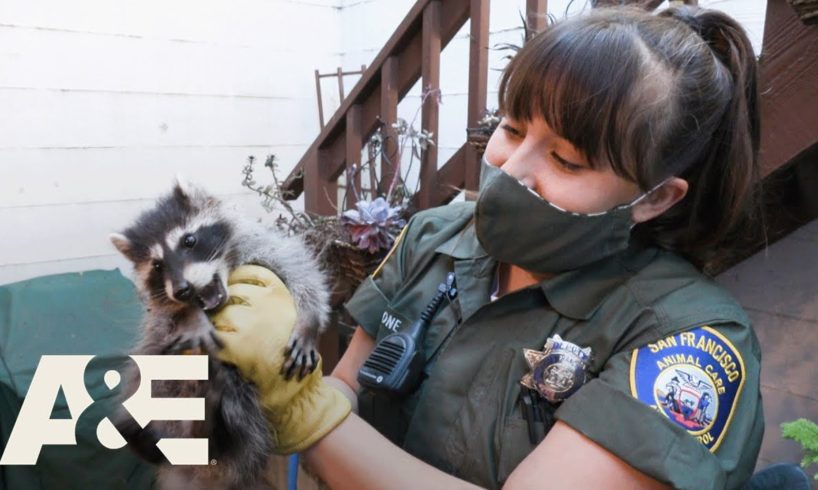 Live Rescue: Most Viewed Moments From San Francisco Animal Control | A&E