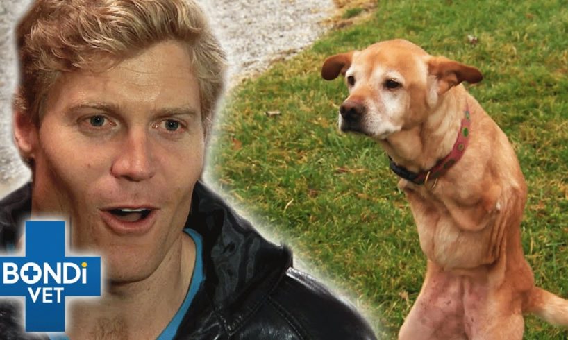 Living Without Limbs: Bravest Bondi Vet Animals! 😍 | Bondi Vet Compilation | Bondi Vet