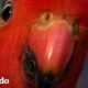 Loro rojo brillante lleva a su novia a conocer a la mujer que visita | Corazones Salvajes | El Dodo