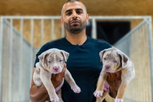 MY FIRST EVER "MERLE" XL BULLY LITTER!!  **CUTEST PUPPIES** 🐶