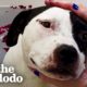Mama Pittie Gets Full Service Spa Day | The Dodo Foster Diaries