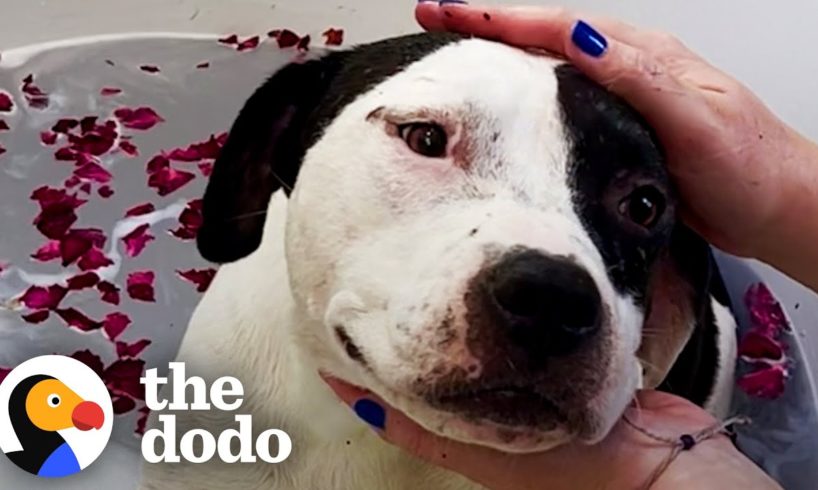 Mama Pittie Gets Full Service Spa Day | The Dodo Foster Diaries