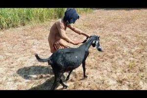 Man Playing With Goat And Eating Grass || Cute Animals